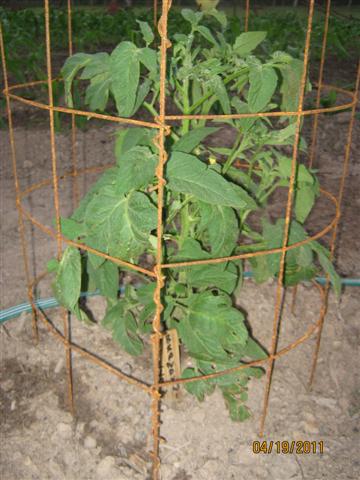 How do you grow brandywine tomatoes?